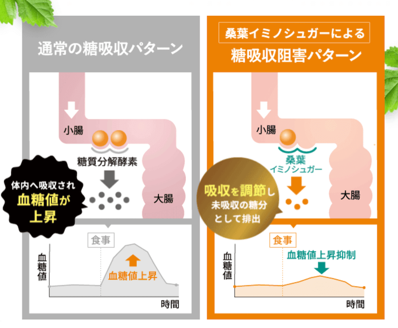 桑の葉イミノシュガーの糖吸収阻害