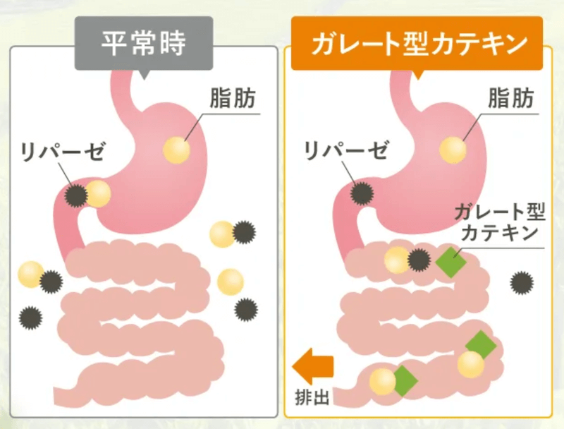ガレート型カテキンの様子